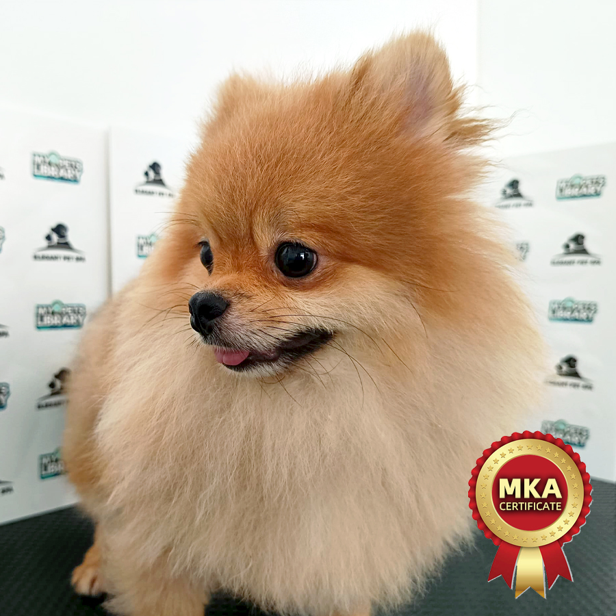 MKA Pomeranian Puppy (Male) For Sale