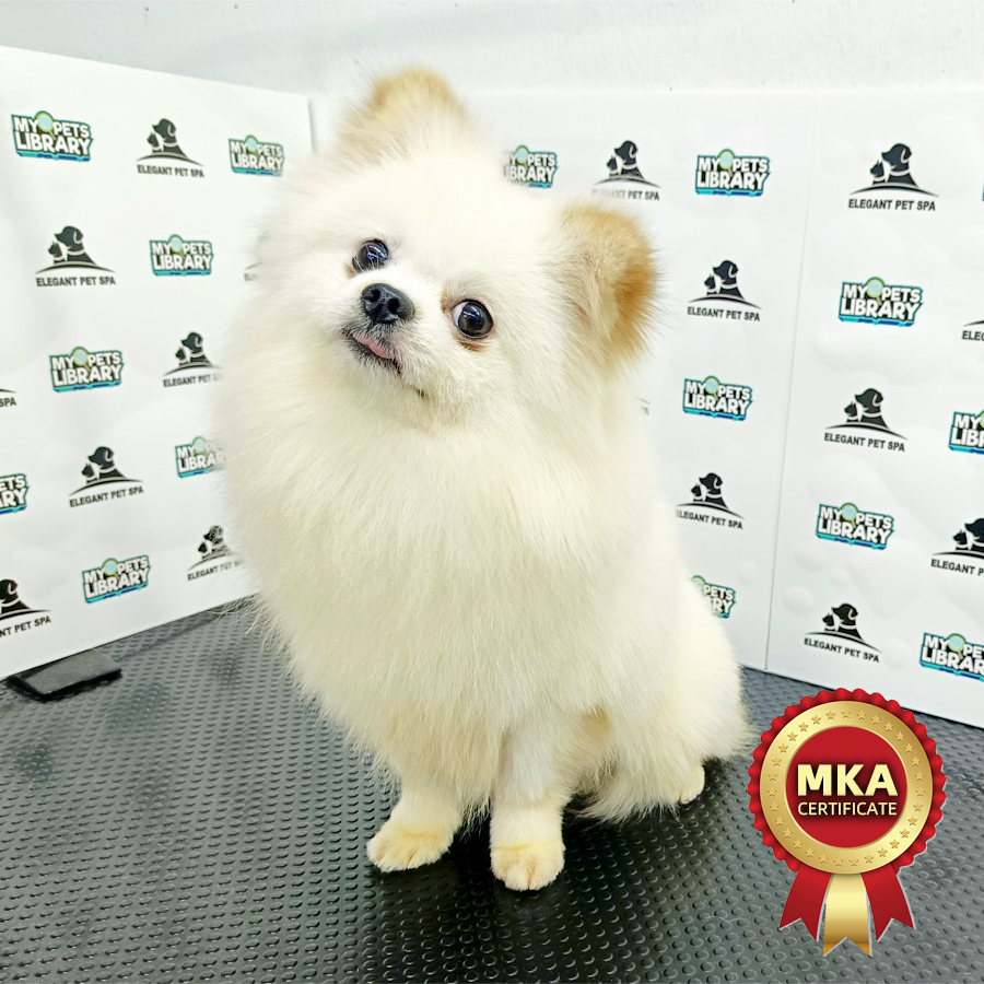 MKA Pomeranian Puppy (Male) For Sale