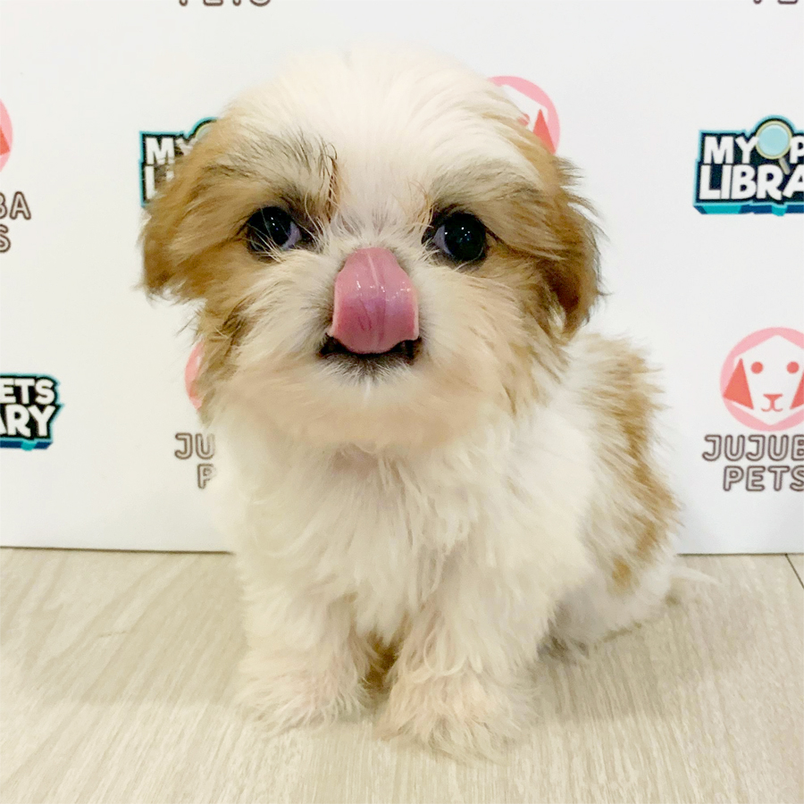 Shih Tzu Puppy (Female) For Sale