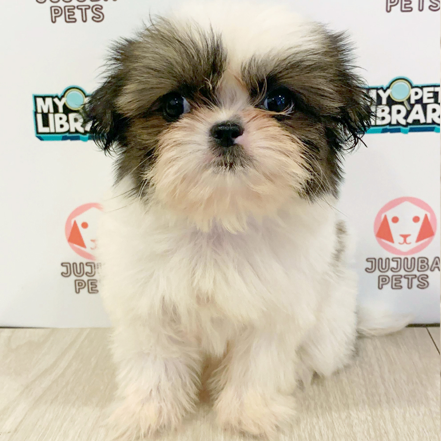 Shih Tzu Puppy (Female) For Sale