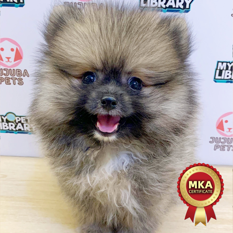 MKA Pomeranian Puppy (Male) For Sale