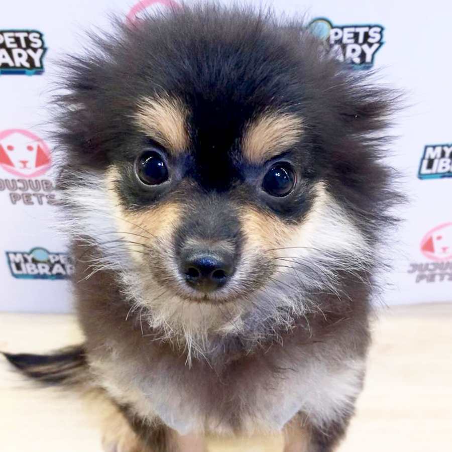 Pomeranian Puppy (Male) For Sale