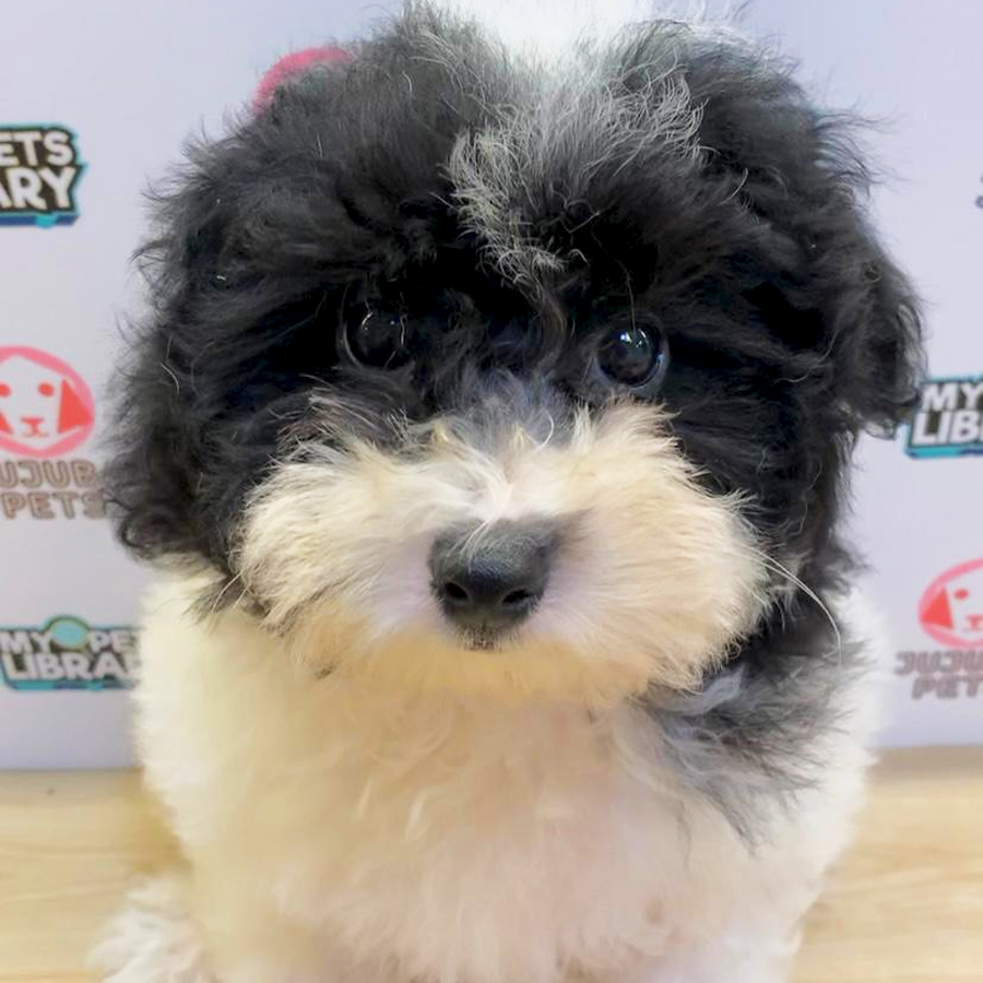 Poochon Puppy (Male) For Sale