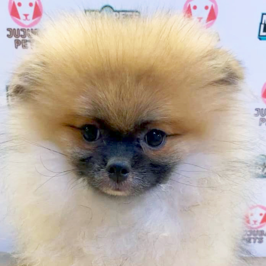 Pomeranian Puppy (Male) For Sale