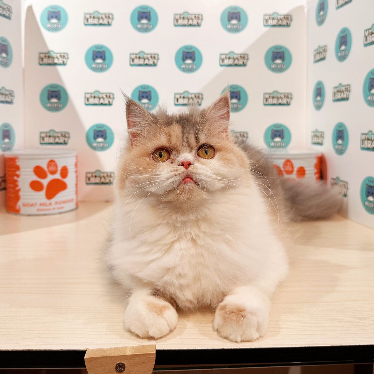 Persian Kitten (Female) For Sale