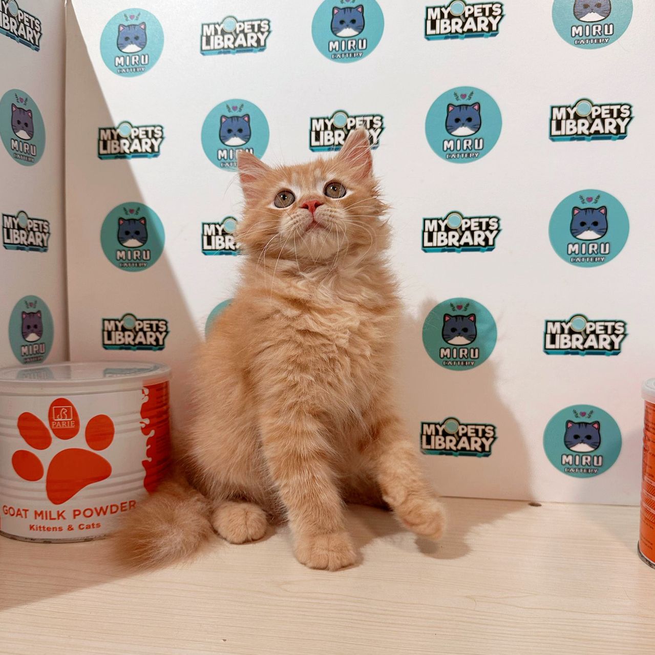 Scottishstraight Kitten (Male) For Sale