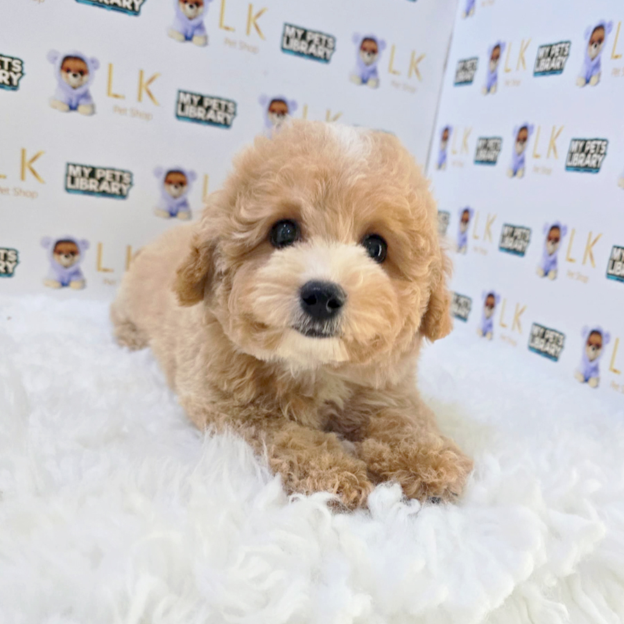 Maltipoo Puppy (Female) For Sale