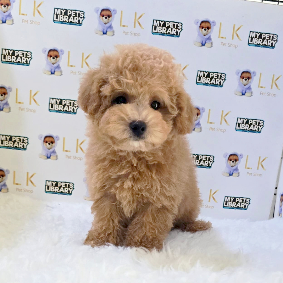Maltipoo Puppy (Female) For Sale
