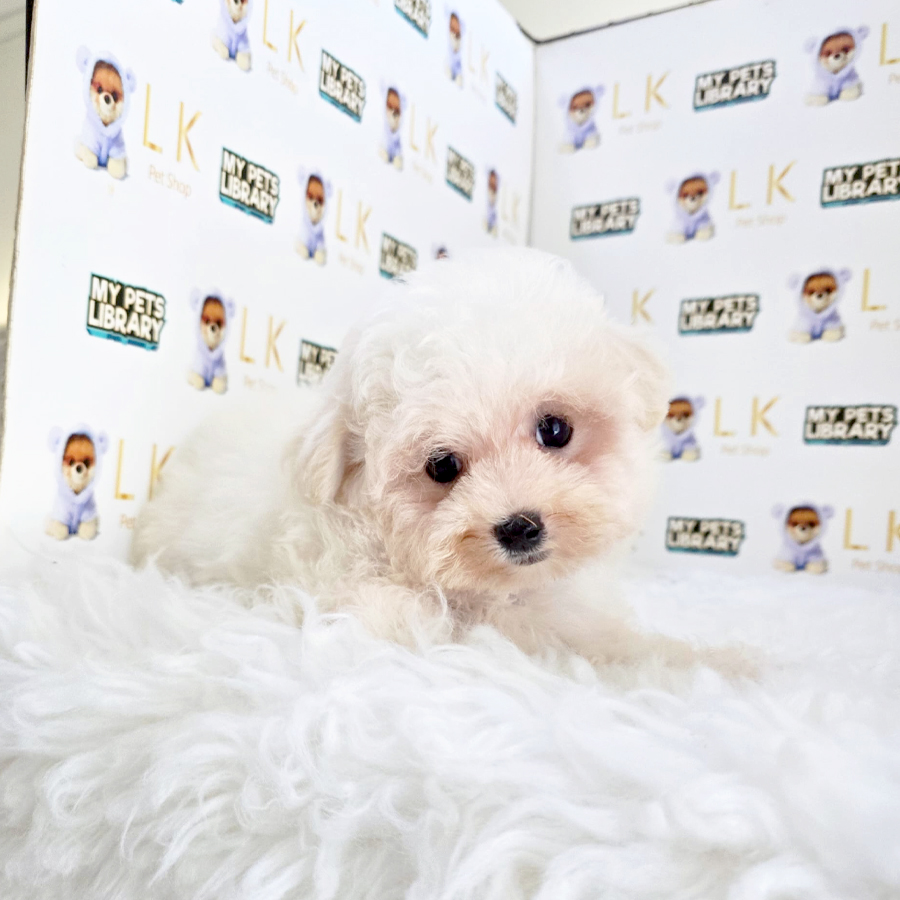 Poochon Puppy (Female) For Sale