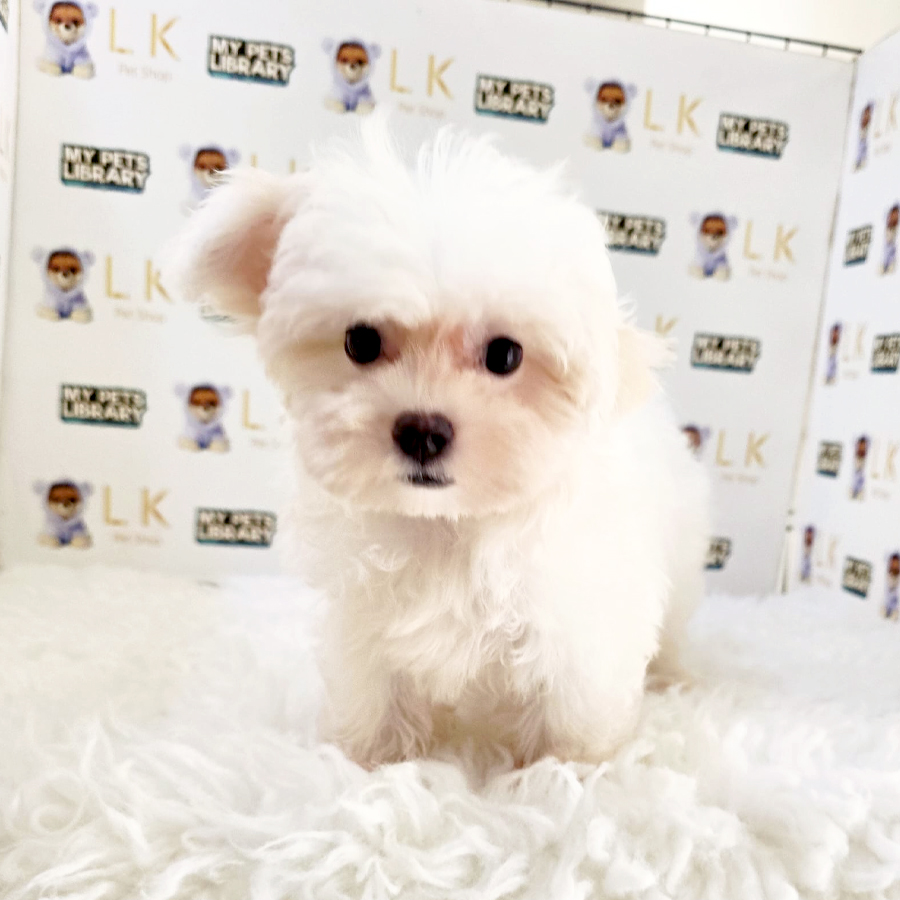 Tiny Maltese Puppy (Male) For Sale