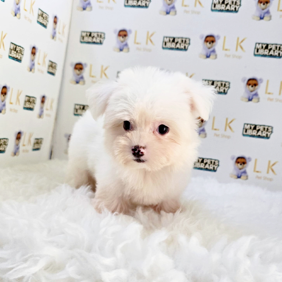 Tiny Maltese Puppy (Female) For Sale
