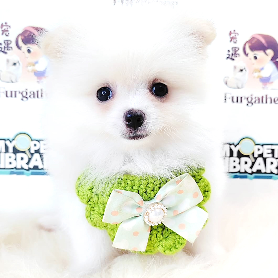Tiny Pomeranian Puppy (Female) For Sale