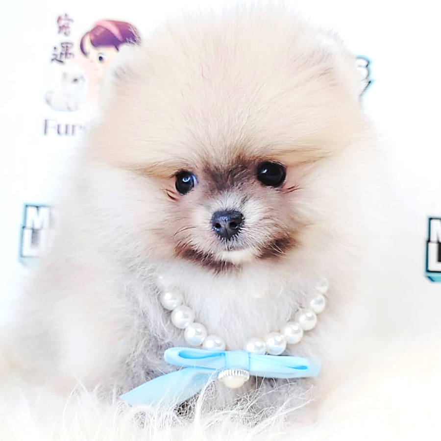 Tiny Pomeranian Puppy (Male) For Sale