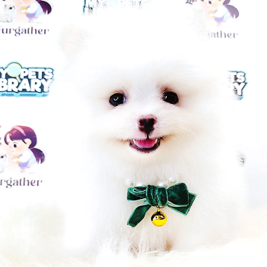 Tiny Pomeranian Puppy (Female) For Sale