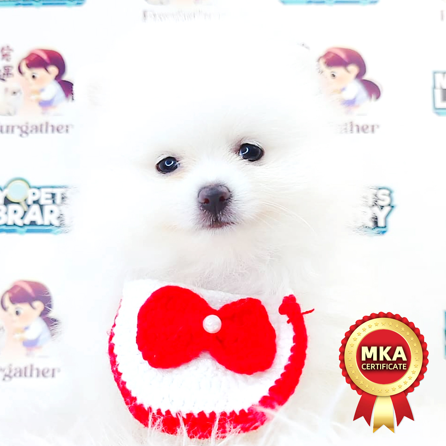 MKA Pomeranian Puppy (Male) For Sale