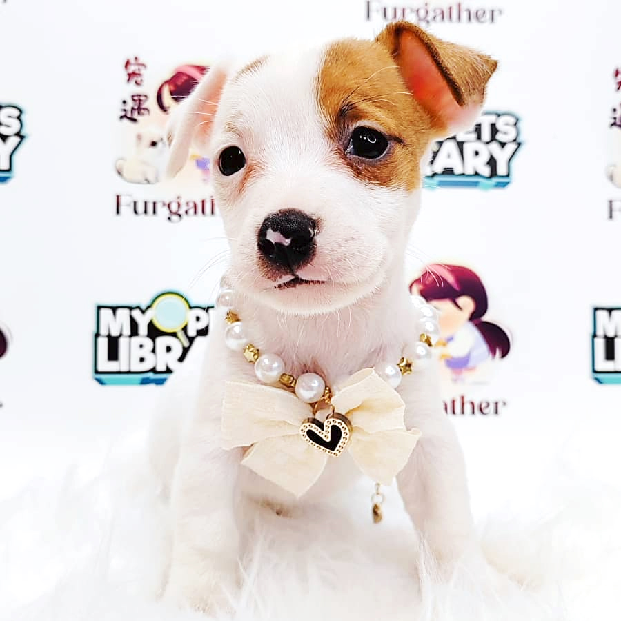 Jack Russell Puppy (Male) For Sale