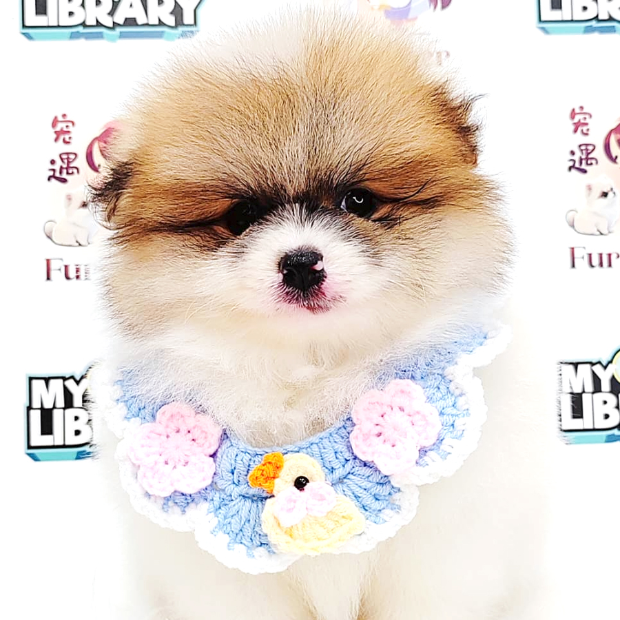 Pomeranian Puppy (Male) For Sale