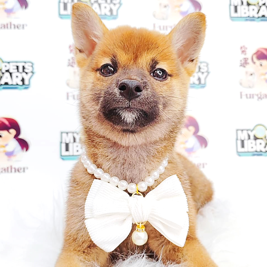Shiba Inu Puppy (Male) For Sale