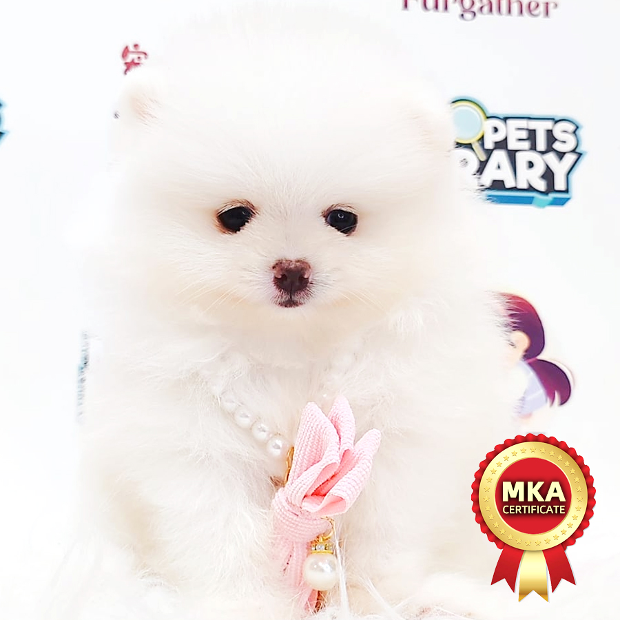 MKA Tiny Pomeranian Puppy (Female) For Sale