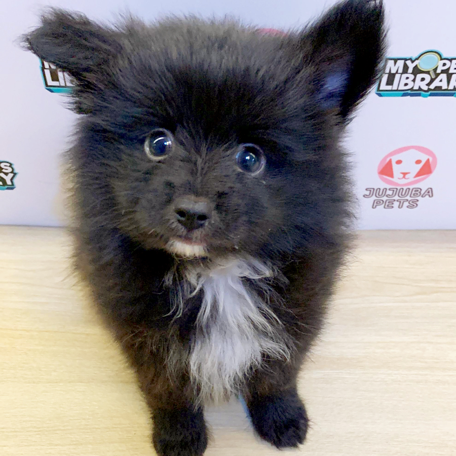 Pomeranian Puppy (Male) For Sale