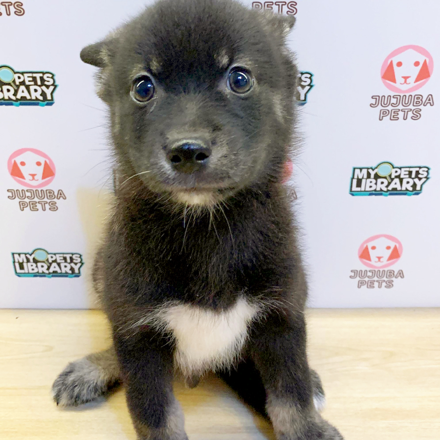 Pomsky Puppy (Male) For Sale