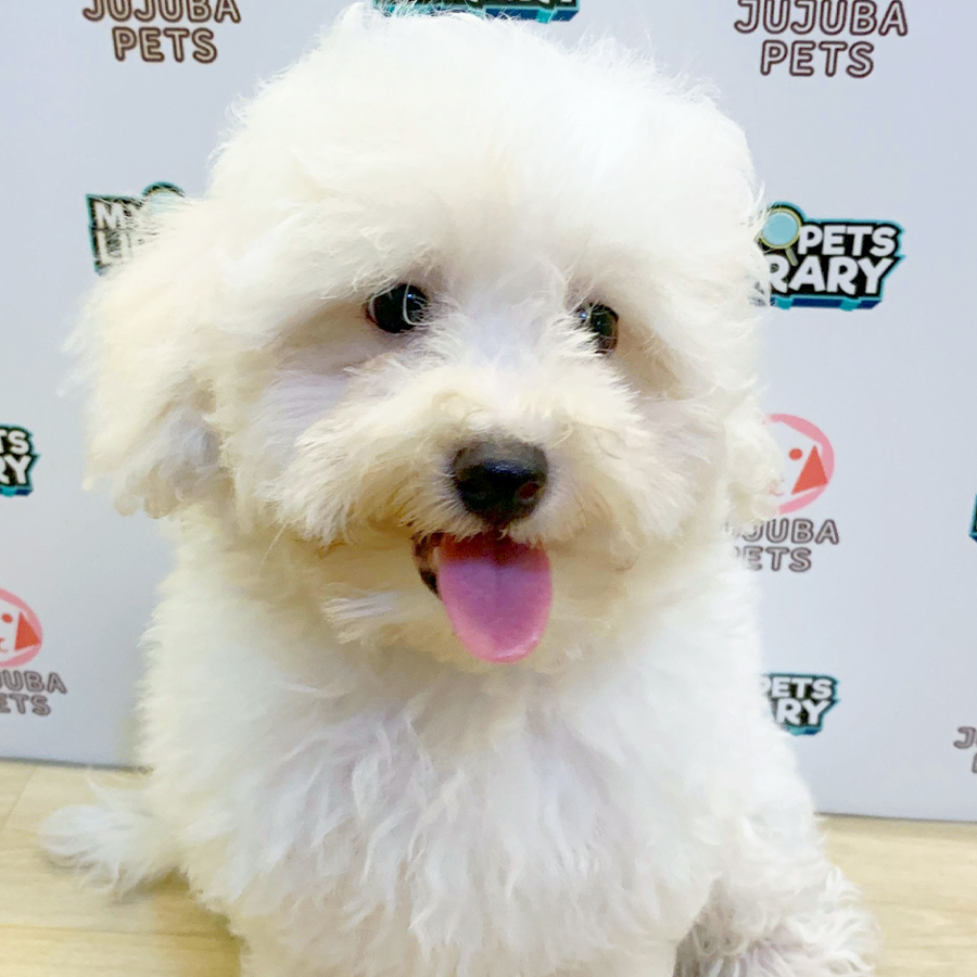 Poochon Puppy (Male) For Sale