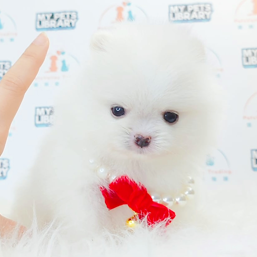 Super Tiny Pomeranian Puppy (Female) For Sale