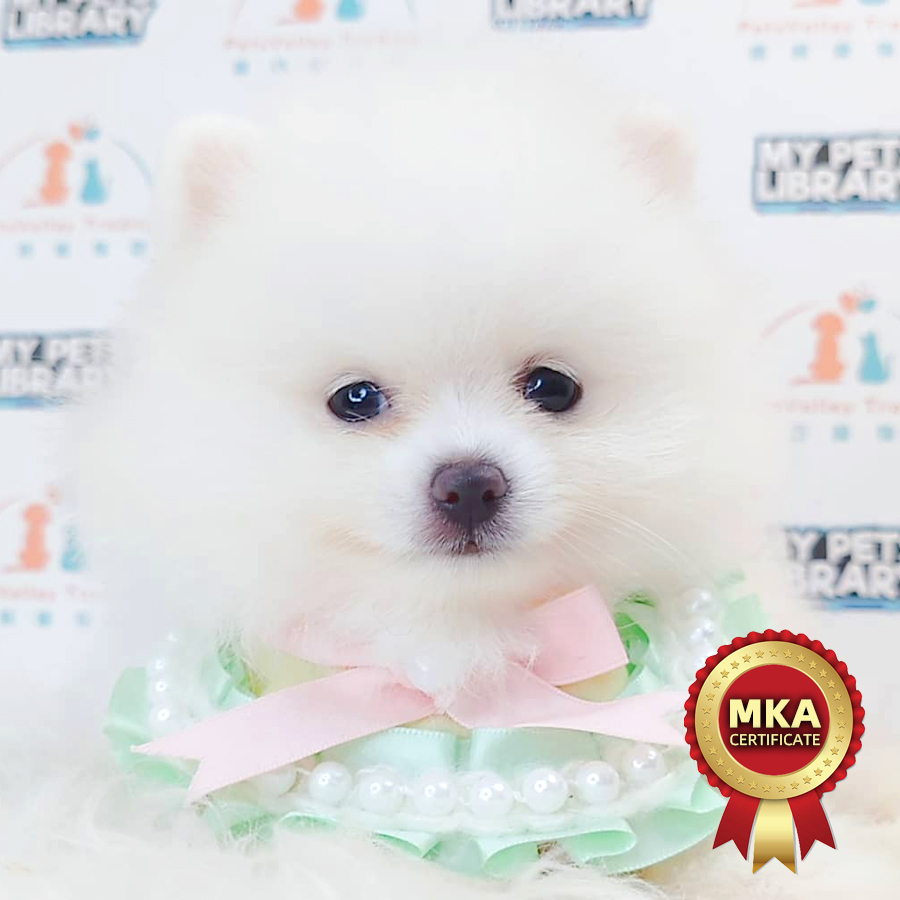 MKA Tiny Pomeranian Puppy (Male) For Sale