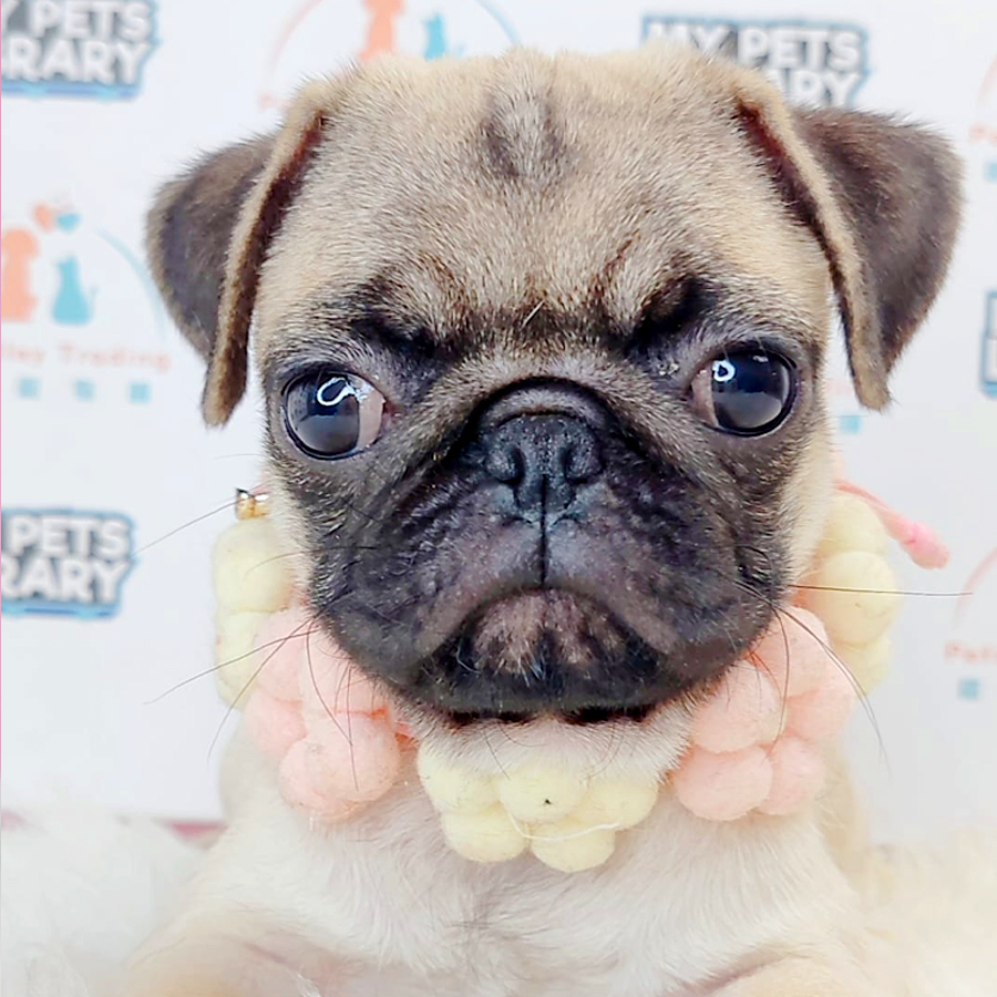 Pug Puppy (Female) For Sale
