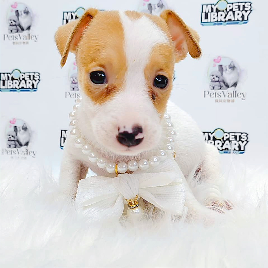 Jack Russell Puppy (Male) For Sale