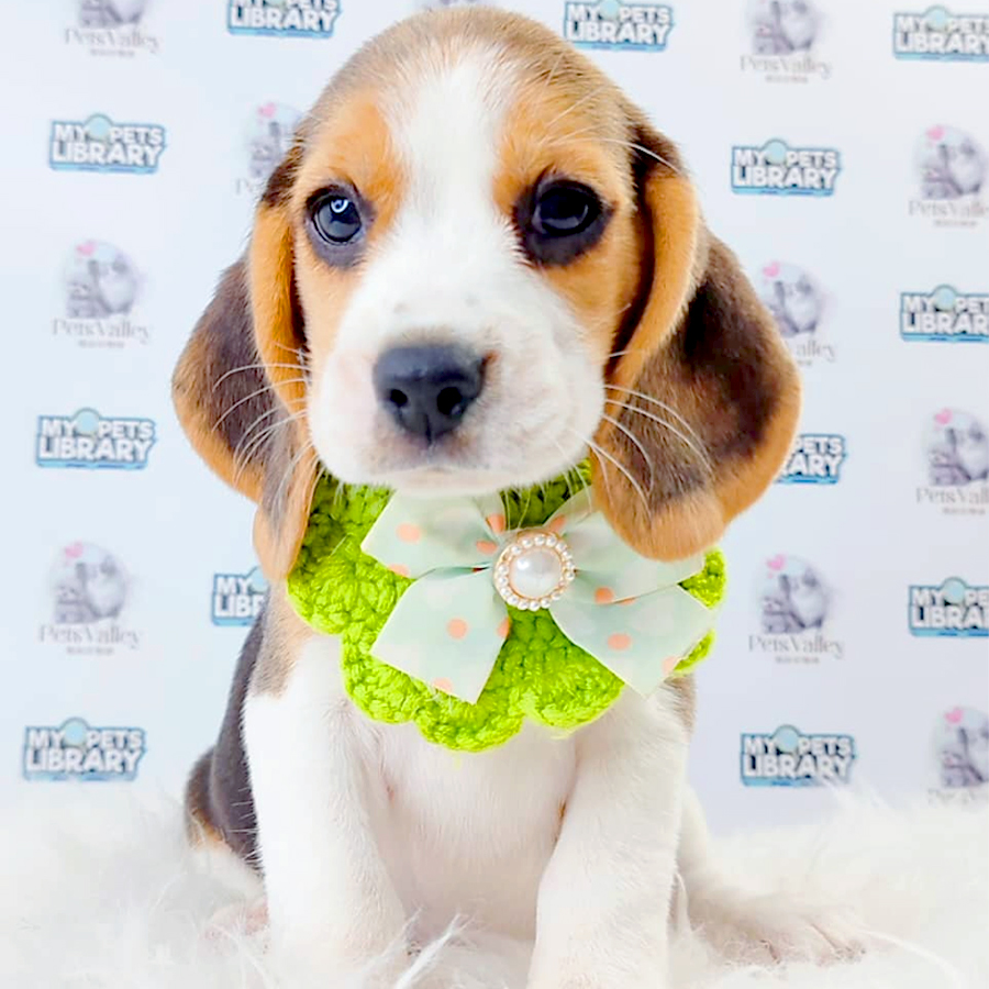Beagle Puppy (Female) For Sale