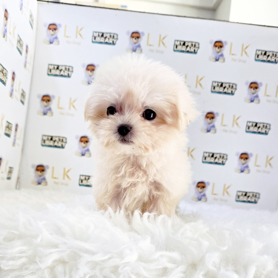 Teacup Maltese Puppy (Female) For Sale