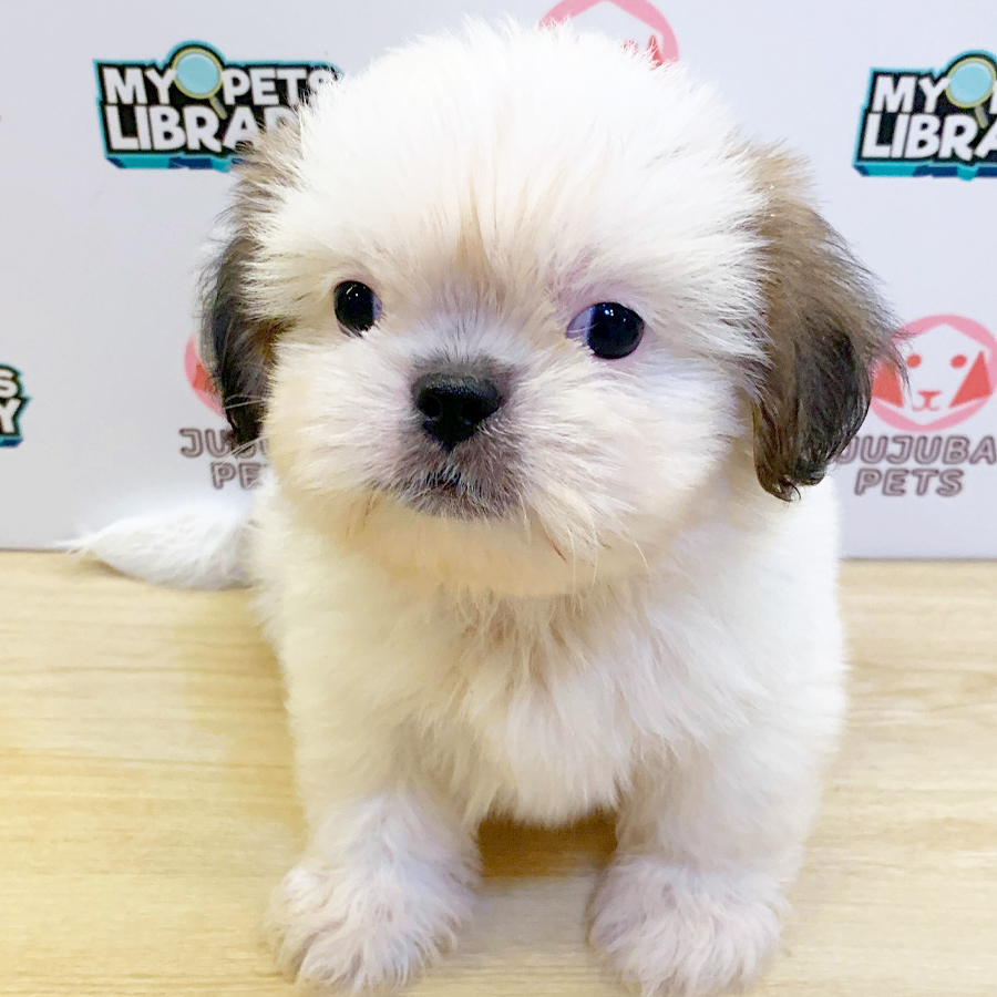 Shih Tzu Puppy (Male) For Sale