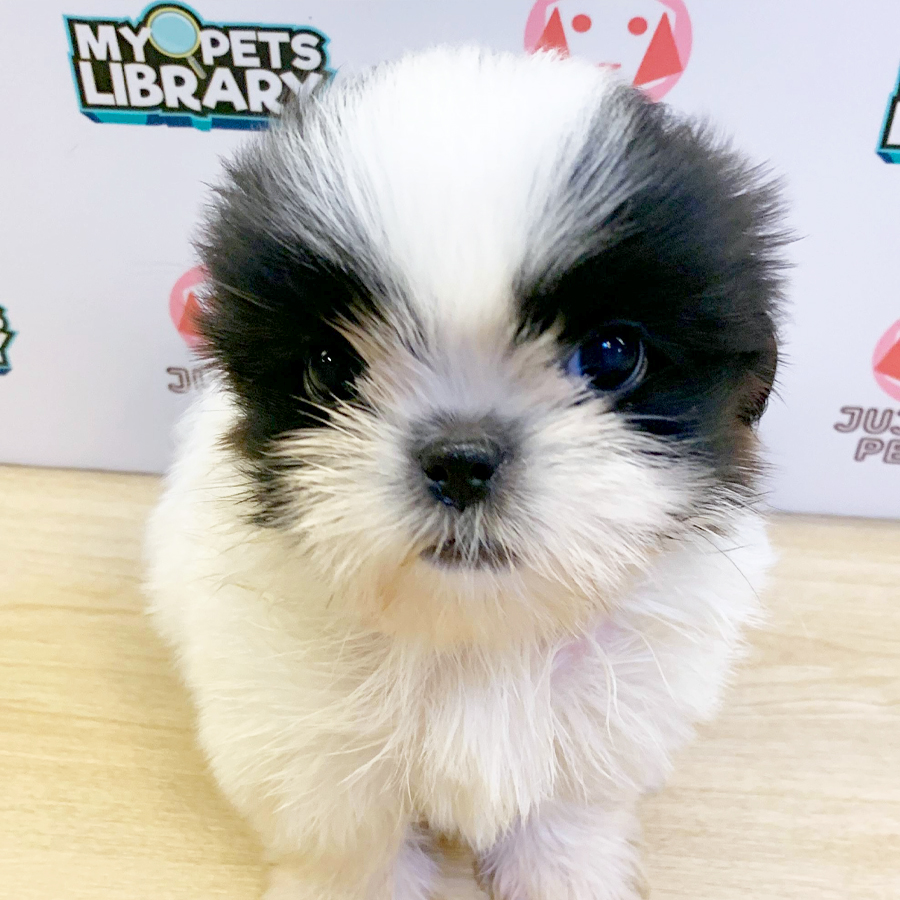 Shih Tzu Puppy (Male) For Sale