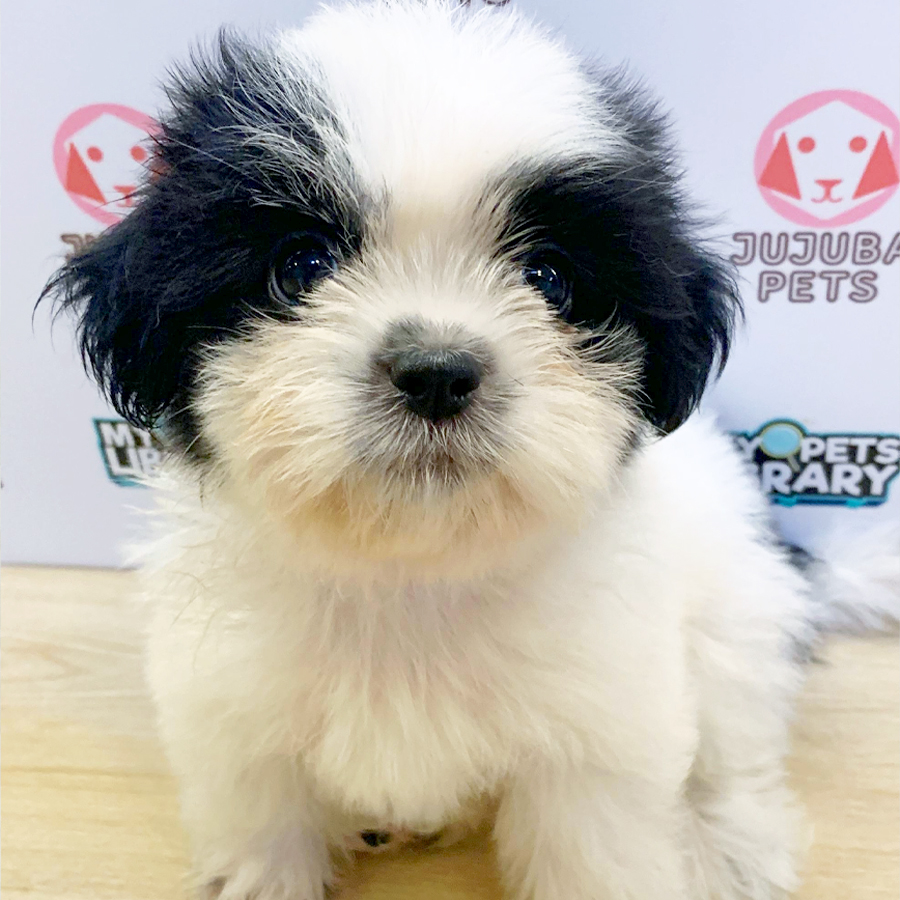 Shih Tzu Puppy (Female) For Sale