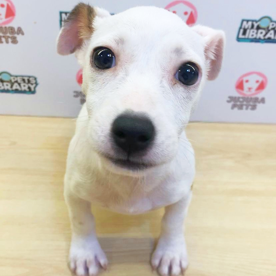 Jack Russell Puppy (Female) For Sale