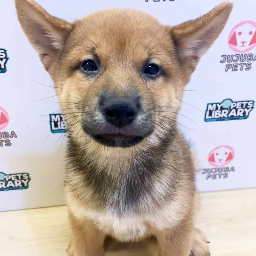 Mame Shiba Inu Puppy (Male) For Sale