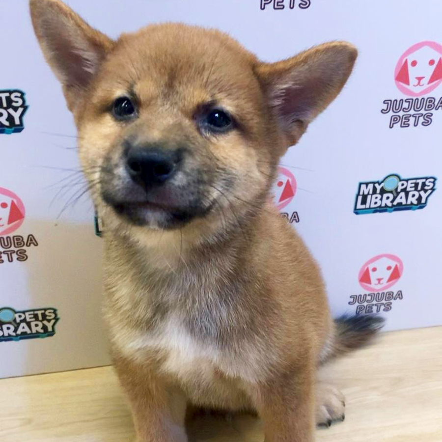 Mame Shiba Inu Puppy (Male) For Sale