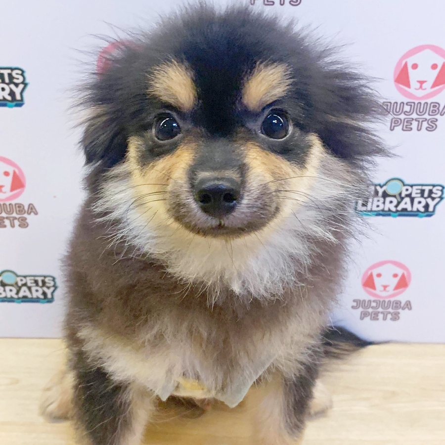Pomeranian Puppy (Male) For Sale