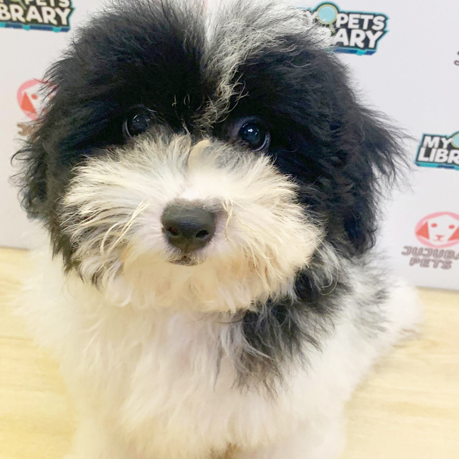Poochon Puppy (Male) For Sale