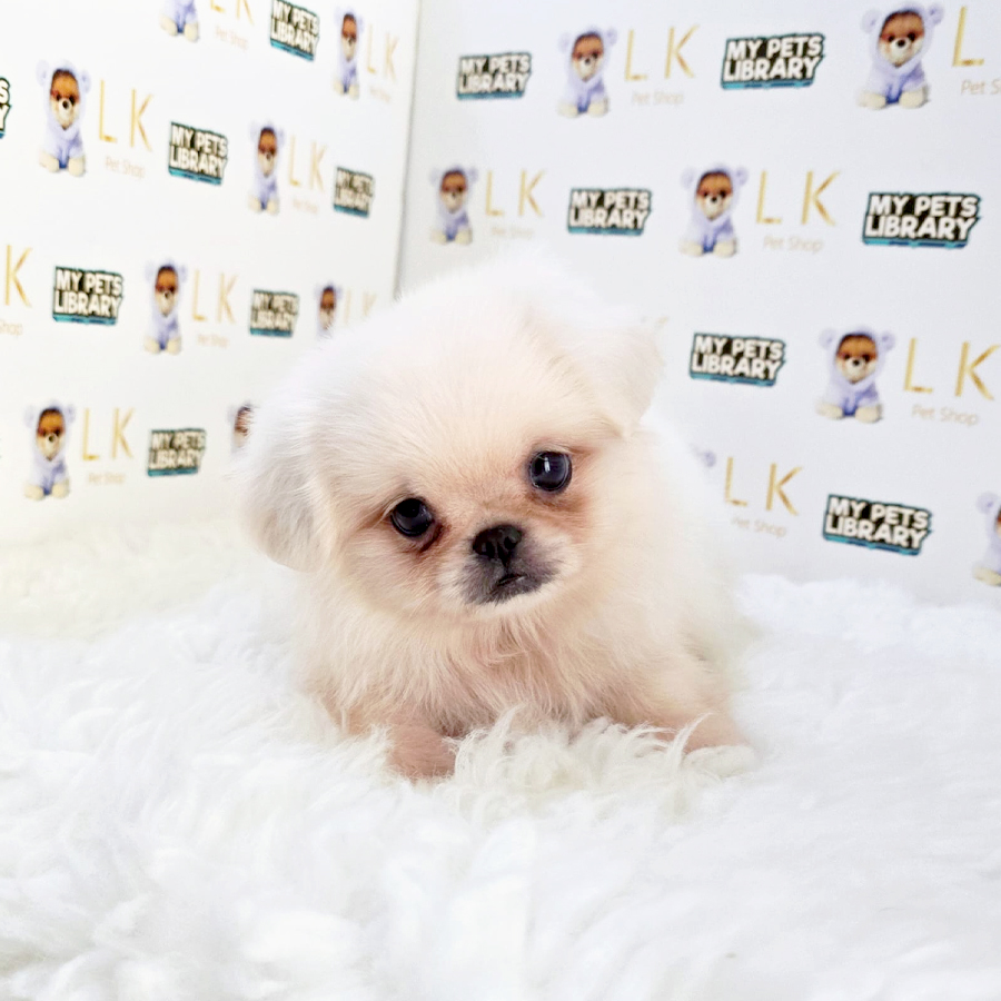 Pekingese Puppy (Male) For Sale