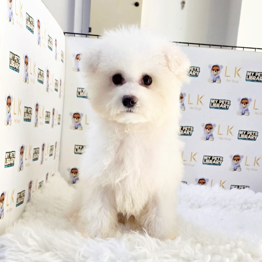 Bichon Frise Puppy (Female) For Sale