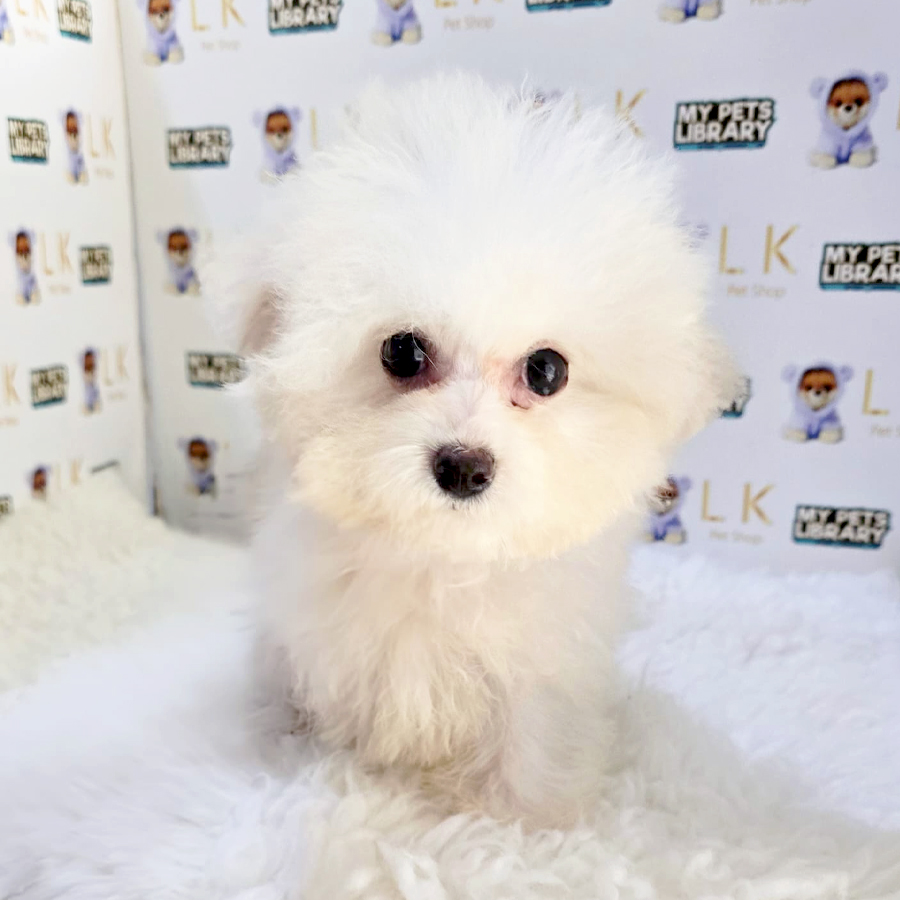 Mini Bichon Frise Puppy (Female) For Sale