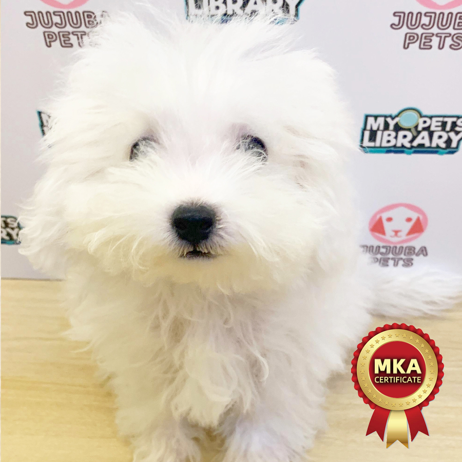 MKA Tiny Bichon Frise Puppy (Male) For Sale