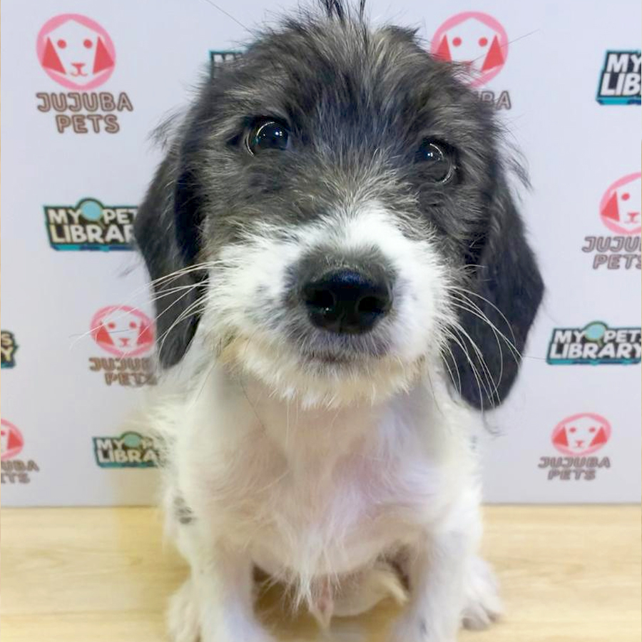 Poogle Puppy (Male) For Sale