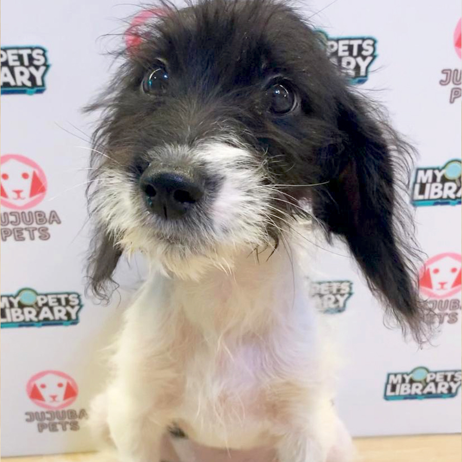 Poogle Puppy (Female) For Sale