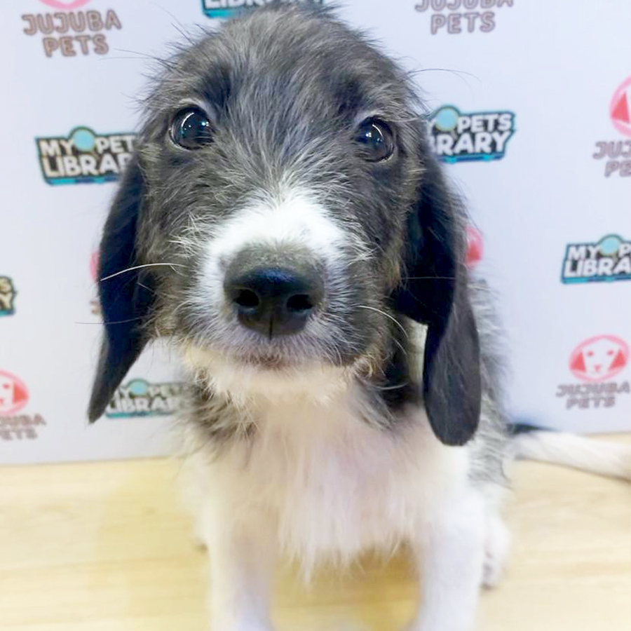 Poogle Puppy (Male) For Sale