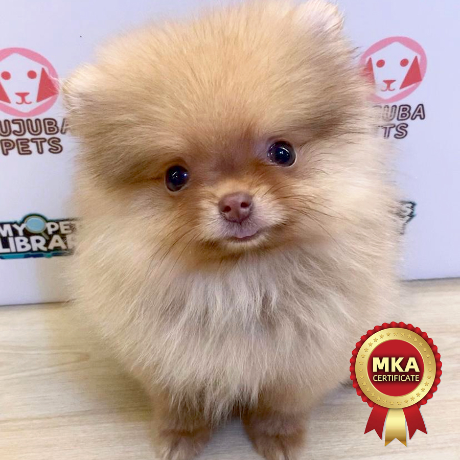 MKA Pomeranian Puppy (Male) For Sale
