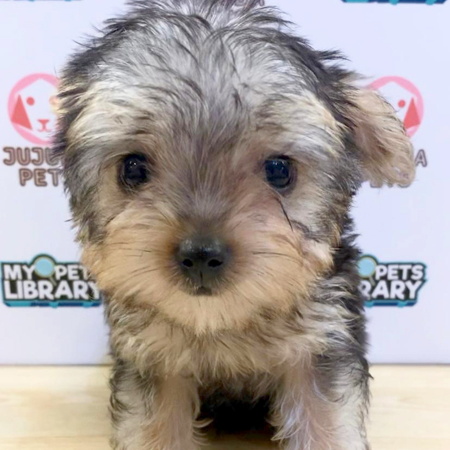 Yorkshire Terrier Puppy (Female) For Sale