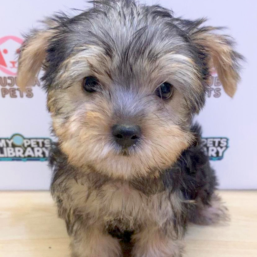 Yorkshire Terrier Puppy (Male) For Sale